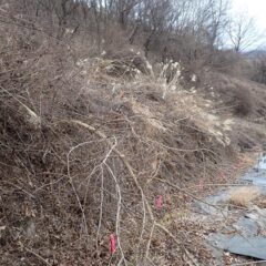 一年で背丈を超える雑木も生えてしまいます