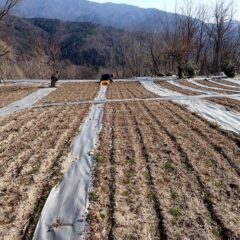 農場ではカモマイル・ジャーマン畑の除草作業が続いています