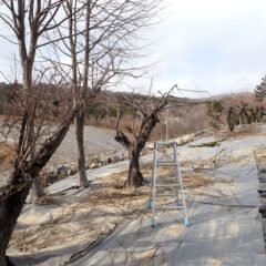 こちら側の剪定作業終了