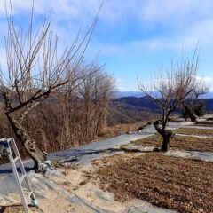 続いて反対側の剪定作業開始