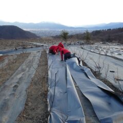 作業は日が沈むまで続きました
