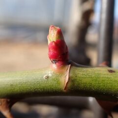 つるバラの芽がもう一段回伸びました