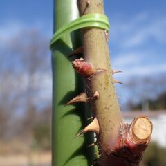 ローズの芽を確認するとほんの少しだけですが動き出しました