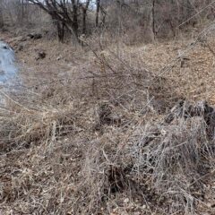 伐採が終わったら大きな雑木から片付け作業