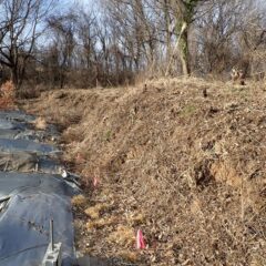 大まかな草片付け終了！