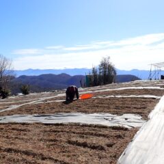 今日も除草作業が続いています