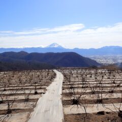 最強寒波が居座り寒風が吹き荒れる農場のローズ畑