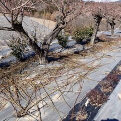剪定が終わった梅の剪定枝の片付け作業