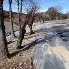 畑の外へ運び出すのも一苦労です