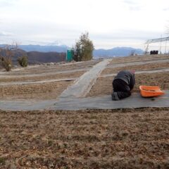 今日も火が傾くまで除草作業が続いています