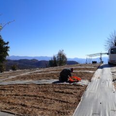 農場のカモマイル・ジャーマン畑では除草作業が続いています
