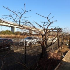 伸びた枝を剪定しました