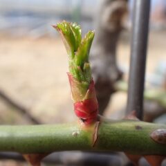 事務局前のつるバラの芽から葉先が出て来ました