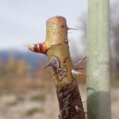 事務局前のローズの芽が動き始めました