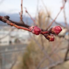 アプリコットの蕾が膨らんで来ました
