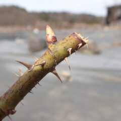 農場のローズの芽も動き始めました