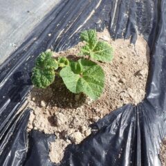 鹿に食べられたブラックマロウがここまで回復しました