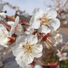 六弁（ろくぶ）の梅