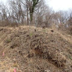 ラベンダー畑の土手の草片付け仕上げ作業
