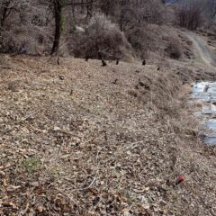 残っていた草の片付け