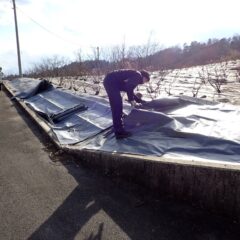 ローズ畑では防草シートの張替え作業中