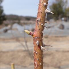 農場のローズの芽も一段と伸びています