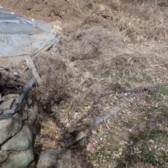 ラベンダー畑の溝が枯草と落ち葉で埋まってしまったので片付け作業をしました