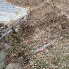 今後の草刈り作業で障害になるので目印を付けました