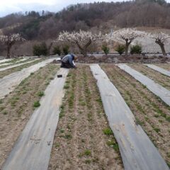 農場のカモマイル・ジャーマン畑では除草作業中