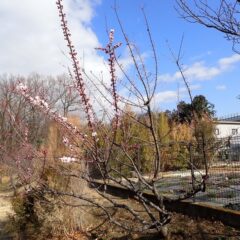 事務局横のラベンダー春剪定作業