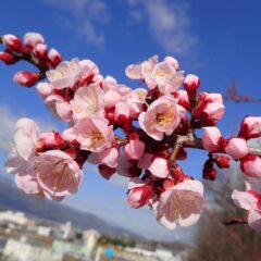 アプリコット開花