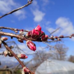 アーモンドの蕾が膨らんでいます