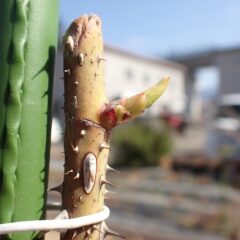 事務局前のローズの芽から葉先が覗いています