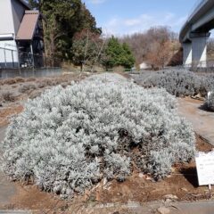 無事に冬を乗り越えた事務局横のラベンダー