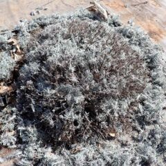 春剪定作業開始！