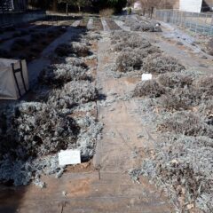 手前のラベンダー剪定作業終了