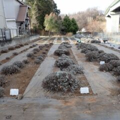 剪定した枝を片付けてスッキリ！　　