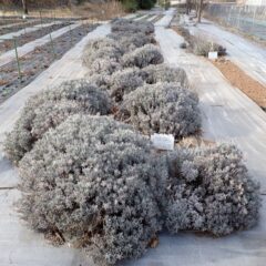 残るは大株に育っているグロッソの剪定作業