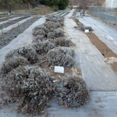 剪定作業終了、あとは春の芽吹きを待つだけです