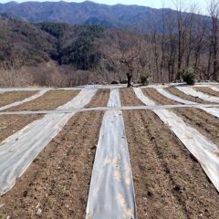 あとは本格的な春の訪れを待つばかり