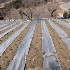 除草作業の終わったカモマイル・ジャーマン畑