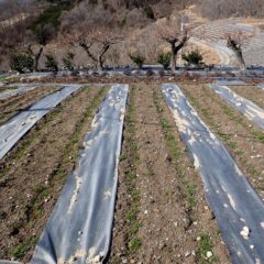 除草作業をして綺麗になった畑