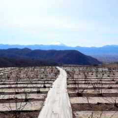 天気は良いけれど空気はまだ冷たい農場のローズ畑