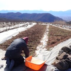 カモマイル・ジャーマン畑の除草作業はこちらの畑に移っています