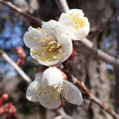 春のほころび