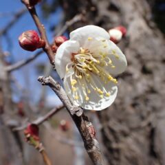 ようやく梅の蕾がほころんで咲き始めました