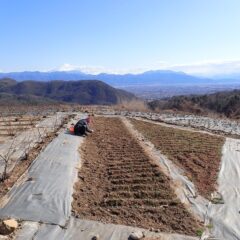 今日も除草作業は日が傾くまで続きます