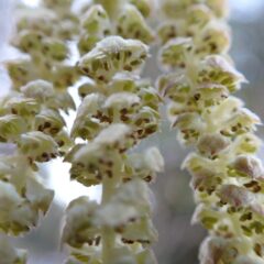 同時に雄花の花序が開き花粉を振り撒いています