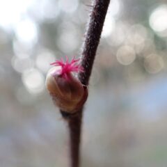 ヘーゼルナッツの雌花も咲き始めした