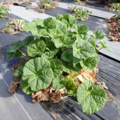 事務局前のブラックマロウは株が立ち上がり始めています